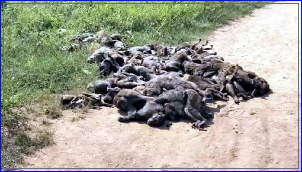 100-monkeys-found-dead