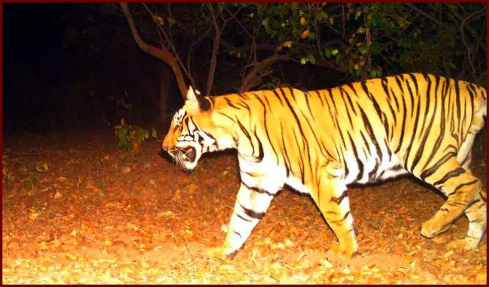 Maharashtra Tiger