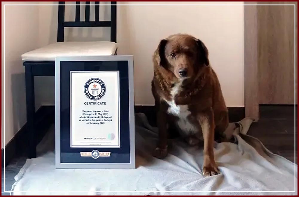 Worlds-oldest-dog bobi